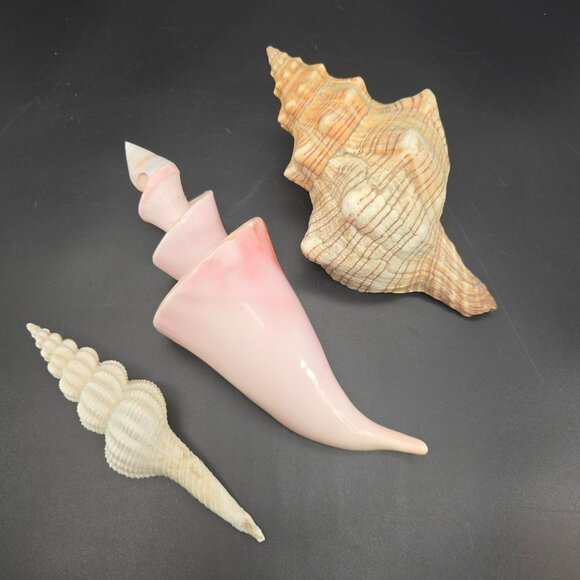 Seashells In Natural Pink & Beige Tones For Display Or Crafting Set of 3 DH1359 - Picture 3 of 9